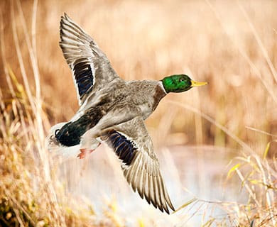 hunt duck