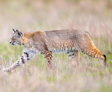 hunt other