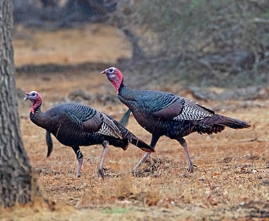 hunt turkey